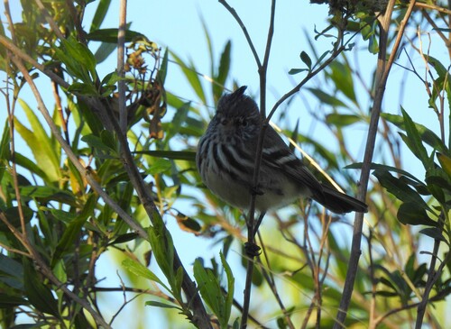 Yellow-billed Tit-Tyrant (Anairetes flavirostris), photo 7