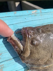 Paralichthys lethostigma