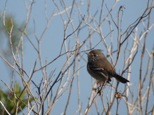 Yellow-billed Tit-Tyrant (Anairetes flavirostris), photo 8