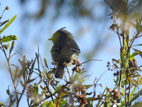 Yellow-billed Tit-Tyrant (Anairetes flavirostris), photo 9