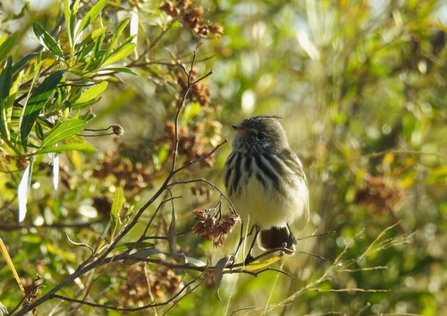 Yellow-billed Tit-Tyrant (Anairetes flavirostris), photo 6