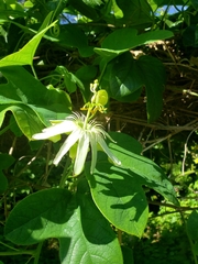 Passiflora setacea
