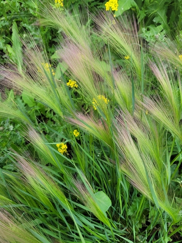 Foxtail Barley