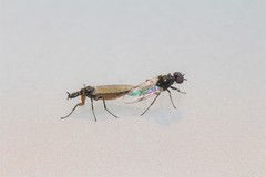 Dilophus antipedalis