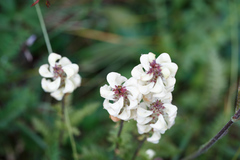 Pedicularis brachystachys