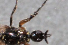 Dilophus antipedalis