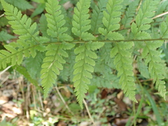 Athyrium nigripes