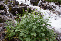 Cardamine macrophylla