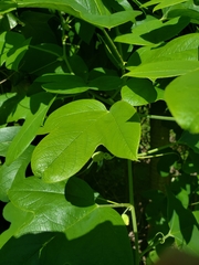 Passiflora setacea