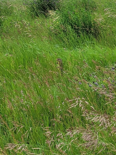 Thirteen-lined Ground Squirrel