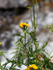 Tanacetum vulgare boreale