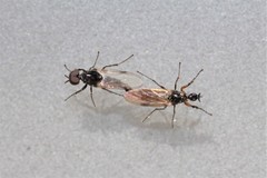 Dilophus antipedalis