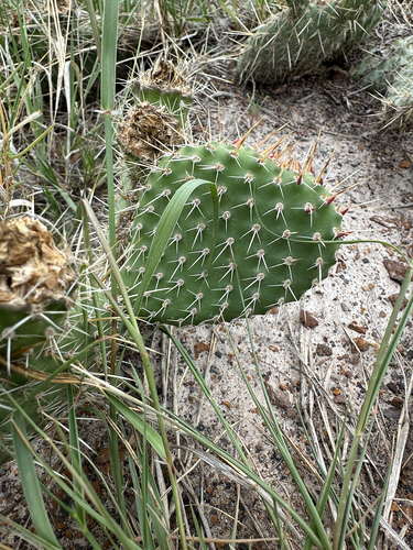 Plains Pricklypear
