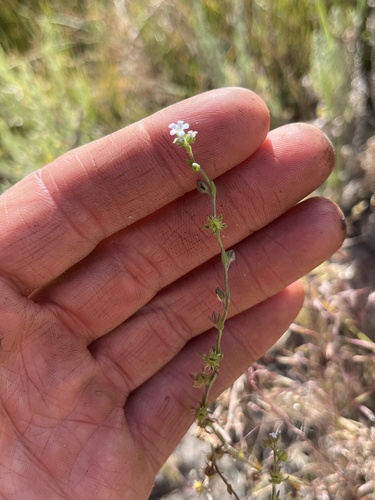 Lappula occidentalis observed 2026-07-04
