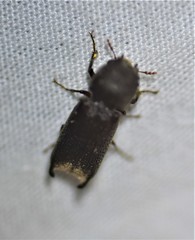 Heterobostrychus hamatipennis