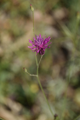 Centaurea attica