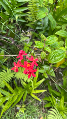 Epidendrum obrienianum observed 2026-07-04