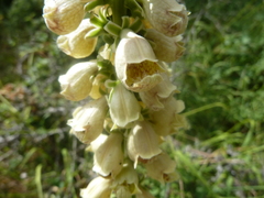 Digitalis ferruginea