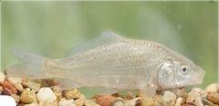 Common Carp photo 3