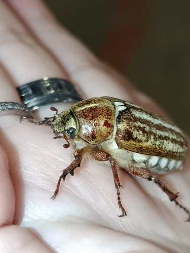Anoxia australis