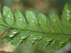 Athyrium nigripes