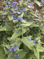 Pentaglottis sempervirens