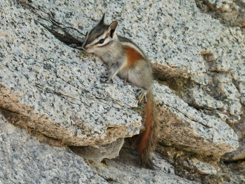 Lodgepole Chipmunk observed by luke_borbs