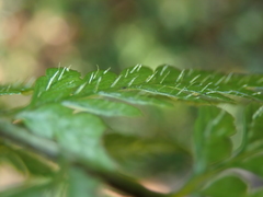 Athyrium nigripes