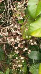 Sterculia monosperma