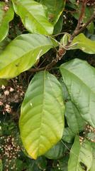 Sterculia monosperma