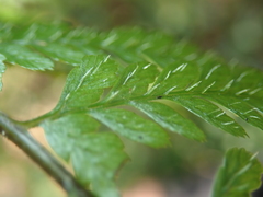 Athyrium nigripes