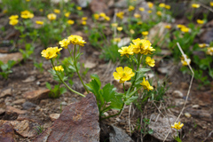 Ranunculus altaicus