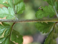 Athyrium nigripes