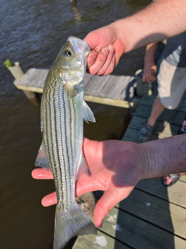 Striped Bass