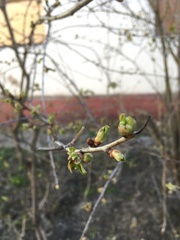 Acer negundo