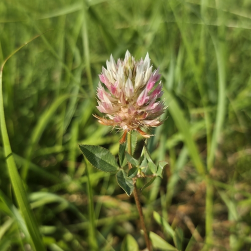 arrowleaf clover