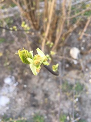 Acer negundo