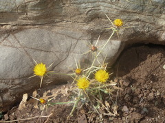 Centaurea solstitialis solstitialis