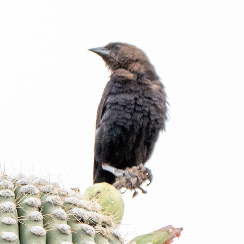 Brown-headed Cowbird photographed in Arizona