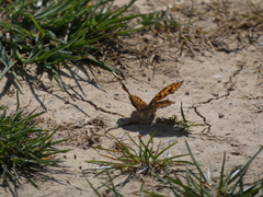 Melitaea phoebe