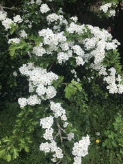 Crataegus monogyna