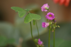 Oxalis