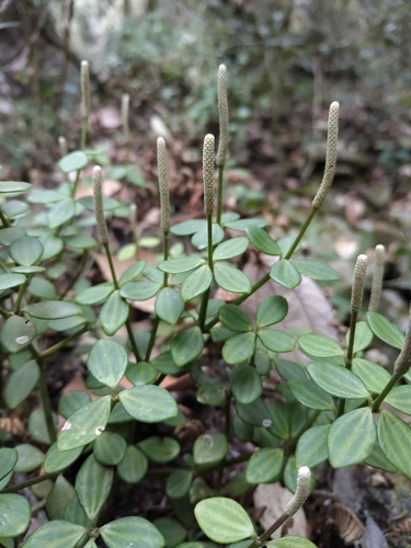 acorn peperomia