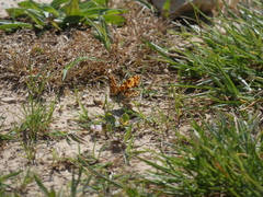 Melitaea phoebe