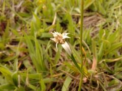 Rhynchospora blepharophora