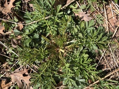 Geum triflorum