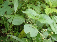 Lysimachia decurrens