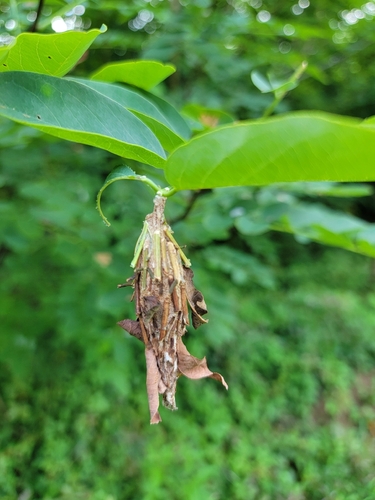 Evergreen Bagworm Moth