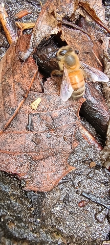 iNaturalist observation photo of Western Honey Bee