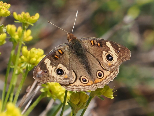 iNaturalist observation photo of Gray Buckeye
